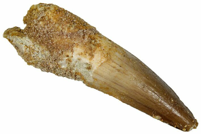 Juvenile Fossil Spinosaurus Tooth - Real Dinosaur Tooth #289834